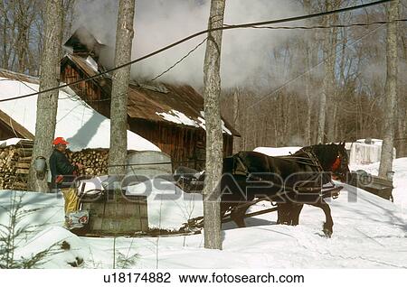spring horse sugaring in northern vermont maple View Large Photo Image Stock Image - spring horse sugaring in northern vermont maple. Fotosearch