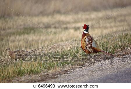 spring male female ring necked pheasants country View Large Photo Image Stock Image - spring male female ring necked pheasants country. Fotosearch