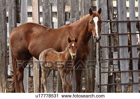 Stock Image -  spring mare foal board fence horses pasture farm. Fotosearch