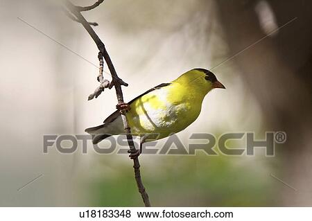 Stock Photo -  spring nature american goldfinch perched branch. Fotosearch