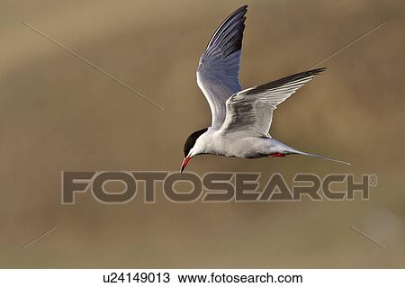 spring nature forsters tern in flight View Large Photo Image Stock Image - spring nature forsters tern in flight . Fotosearch