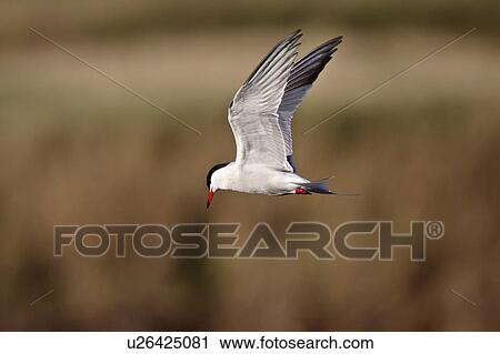 spring nature forsters tern in flight  View Large Photo Image Stock Image -  spring nature forsters tern in flight . Fotosearch