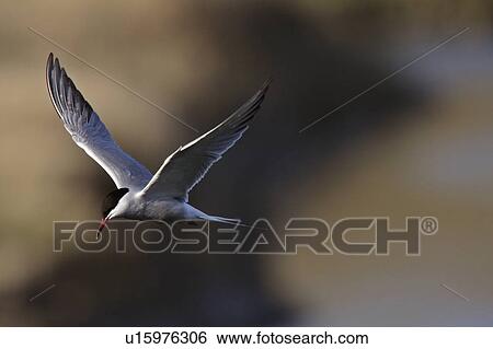 spring nature forsters tern in flight View Large Photo Image Stock Photograph - spring nature forsters tern in flight . Fotosearch