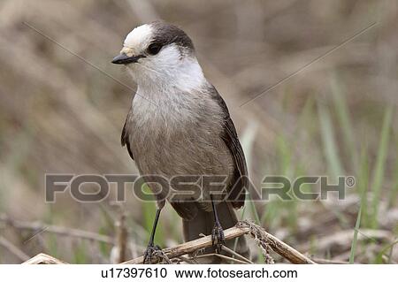 Stock Image -  spring nature gray jay perched branch in camp. Fotosearch