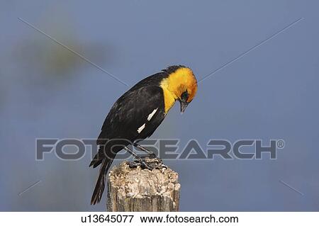 spring nature male yellow headed blackbird post View Large Photo Image Stock Photo - spring nature male yellow headed blackbird post. Fotosearch