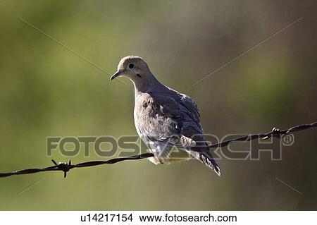 spring nature mourning dove perched wire wild View Large Photo Image Picture - spring nature mourning dove perched wire wild. Fotosearch