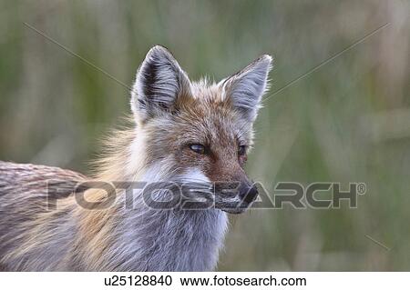 Stock Image -  spring nature red fox adult hecla island in wild. Fotosearch