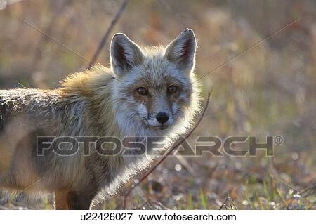 spring nature red fox adult hecla island in wild View Large Photo Image Stock Photo - spring nature red fox adult hecla island in wild. Fotosearch