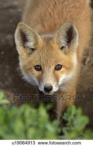 Stock Image -  spring nature red fox pup in young kits pups den. Fotosearch