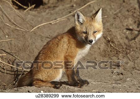 Stock Photo -  spring nature red fox pup its den young. Fotosearch