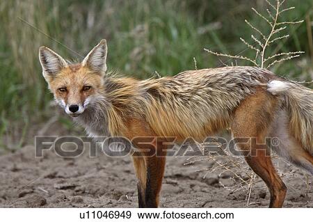 spring nature red fox vixen adult View Large Photo Image Stock Photo - spring nature red fox vixen adult. Fotosearch