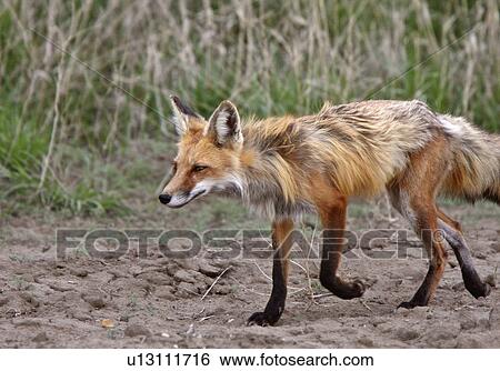 Stock Photograph -  spring nature red fox vixen adult. Fotosearch