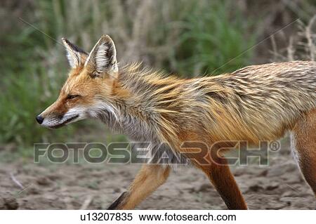 Stock Photography -  spring nature red fox vixen adult. Fotosearch