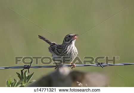 Stock Image -  spring nature savanah sparrow perched wire wild. Fotosearch