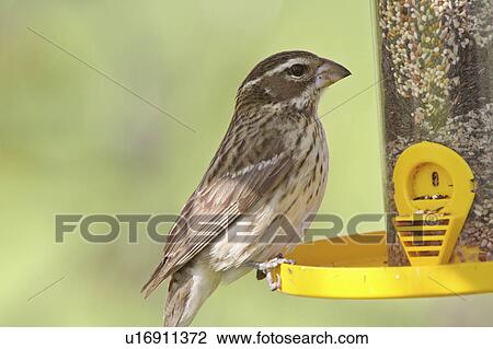 Stock Image -  spring nature song sparrow bird feeder perched. Fotosearch
