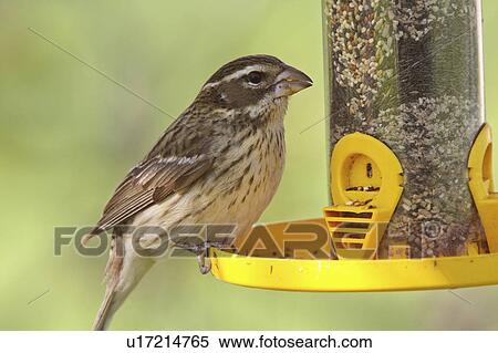 spring nature song sparrow bird feeder perched View Large Photo Image Stock Photography -  spring nature song sparrow bird feeder perched. Fotosearch