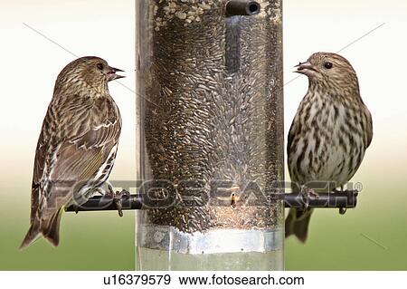 Spring Nature Song Sparrows Bird Feeder Sparrow Stock Photo