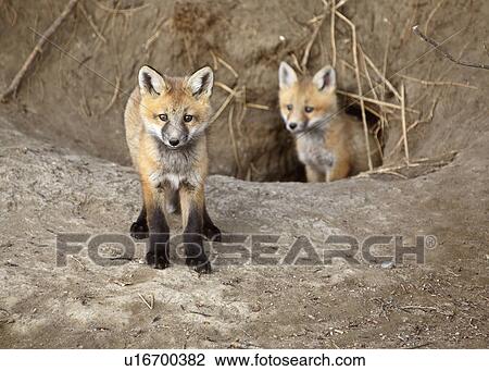 Stock Image -  spring nature two red fox pups outside den young. Fotosearch