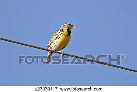 spring nature western meadowlark perched wire View Large Photo Image Stock Photo - spring nature western meadowlark perched wire. Fotosearch