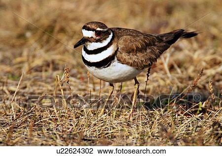 spring wild killdeer bird foraging through grass View Large Photo Image Stock Image - spring wild killdeer bird foraging through grass. Fotosearch