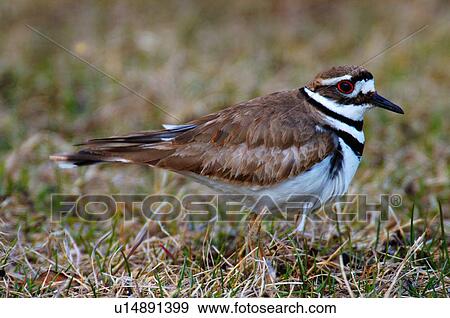 spring wild killdeer bird foraging through grass View Large Photo Image Stock Photo - spring wild killdeer bird foraging through grass. Fotosearch