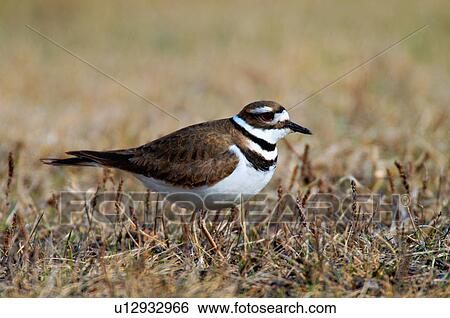 Stock Photograph -  spring wild killdeer bird foraging through grass. Fotosearch