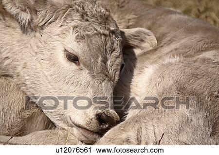 spring young calf sleeping its shoulde cattle View Large Photo Image Stock Image - spring young calf sleeping its shoulde cattle. Fotosearch
