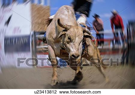 Stock Image -  star rodeo bucking bull cool whip competing . Fotosearch