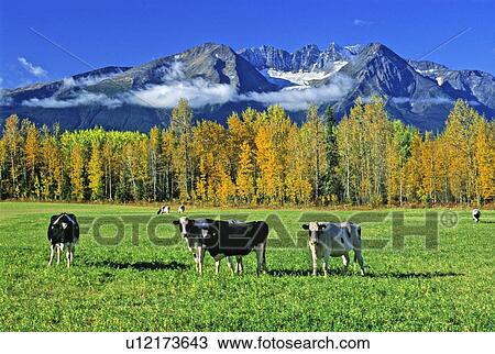 Stock Image -  summer fall hudson bay mountain scenic some dary. Fotosearch