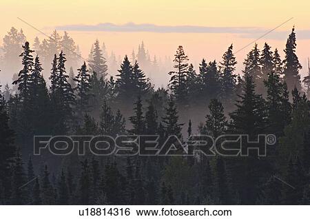 summer morning sunrise mist trees in wild rural View Large Photo Image Stock Photograph - summer morning sunrise mist trees in wild rural. Fotosearch