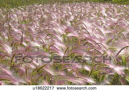 summer nature bunch wild foxtail grasses growing View Large Photo Image Stock Photo - summer nature bunch wild foxtail grasses growing. Fotosearch