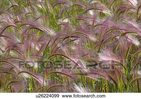 Stock Photo -  summer nature bunch wild foxtail grasses growing. Fotosearch