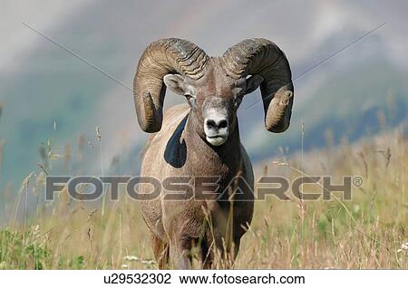 Stock Image -  summer nature close up front view portrait ram. Fotosearch