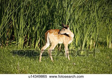 summer nature fawn odocoileus montezuma national View Large Photo Image Stock Photography - summer nature fawn odocoileus montezuma national. Fotosearch