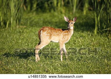 Stock Photography -  summer nature fawn odocoileus montezuma national. Fotosearch