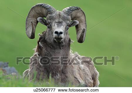 summer nature front view portrait adult rocky View Large Photo Image Stock Photo - summer nature front view portrait adult rocky. Fotosearch