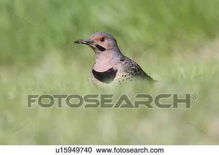 Stock Image -  summer nature northern flicker in grass wild. Fotosearch