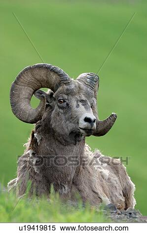 Stock Photography -  summer nature portrait adult rocky mountain . Fotosearch