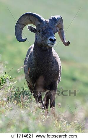summer nature vertical portrait juvenile bighorn View Large Photo Image Stock Image - summer nature vertical portrait juvenile bighorn. Fotosearch
