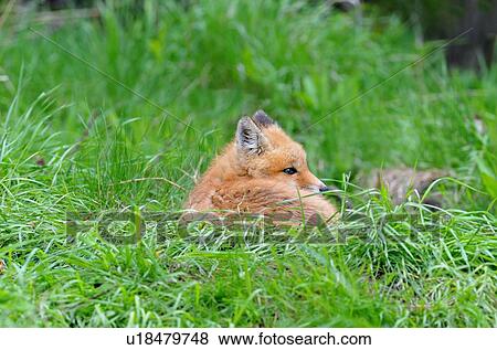 summer young red fox pup lying down currled up View Large Photo Image Stock Photo - summer young red fox pup lying down currled up. Fotosearch