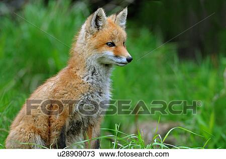 Stock Image -  summer young red fox pup sitting looking alert. Fotosearch
