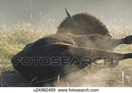 Stock Photo -  sun adult male bison rolling in dust backlit . Fotosearch