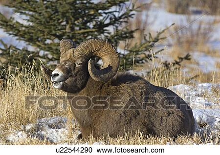 Stock Image -  sun avertical image rocky mountain bighorn sheep. Fotosearch
