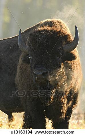 Picture -  sun close up front view portrait mature male. Fotosearch