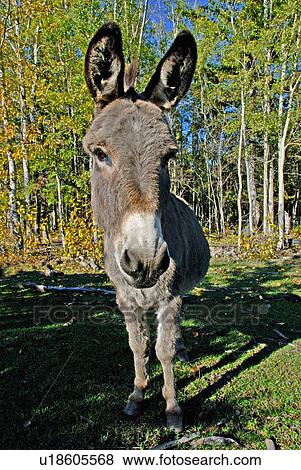 Stock Photo -  sun close up portrait little grey donkey . Fotosearch