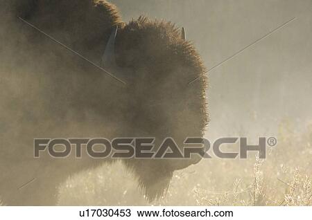 sun close up side portrait adult bison early View Large Photo Image Stock Image - sun close up side portrait adult bison early . Fotosearch