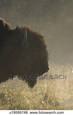 sun close up side portrait adult bison early View Large Photo Image Stock Photo - sun close up side portrait adult bison early . Fotosearch