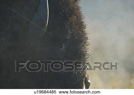 sun face close up side portrait adult bisons View Large Photo Image Stock Photography - sun face close up side portrait adult bisons. Fotosearch