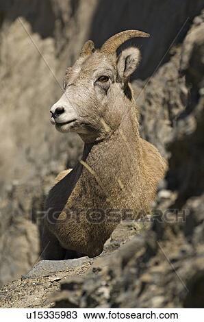 sun female rocky mountain bighorn sheep standing View Large Photo Image Stock Image - sun female rocky mountain bighorn sheep standing. Fotosearch