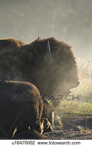 Stock Image -  sun larg male bison laying down in dust bed. Fotosearch